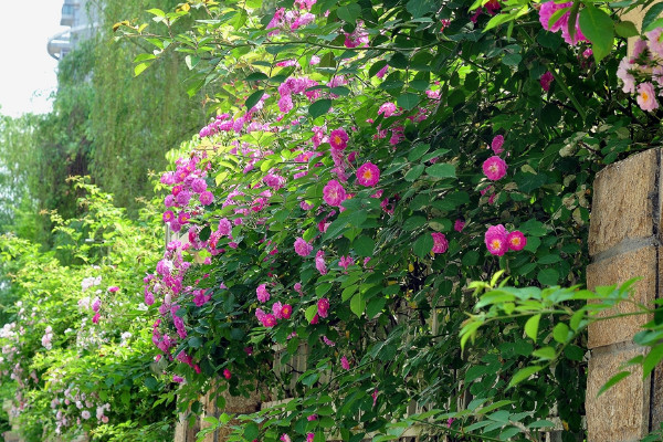 薔薇扡插最簡單方法 薔薇花怎麼扡插