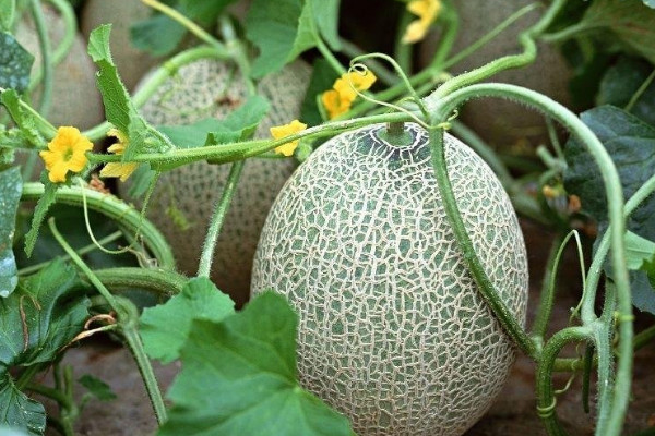 夏天吃什麼水果最好 夏天吃什麼水果最有營養