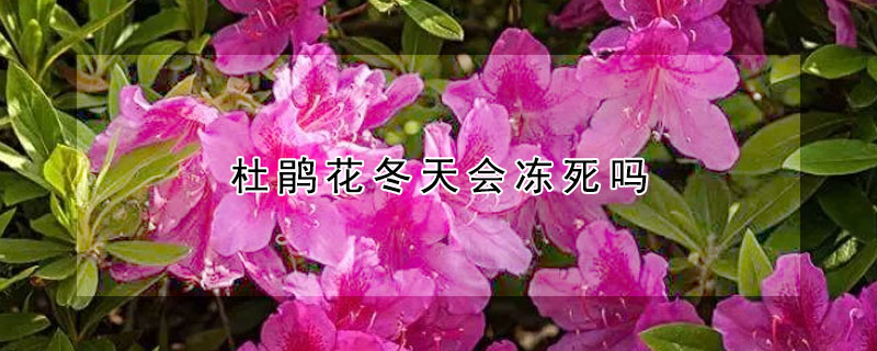 杜鵑花冬天會凍死嗎