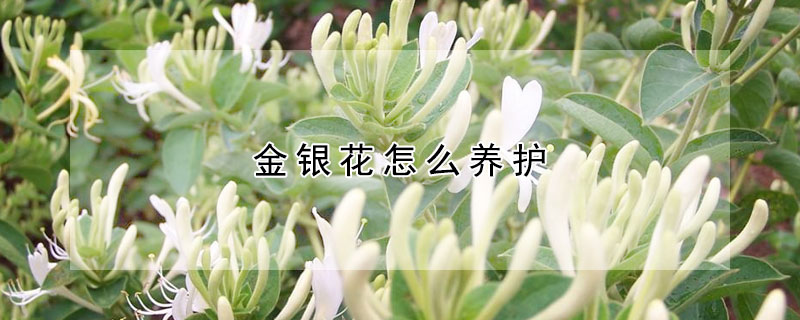 金銀花怎麼養護