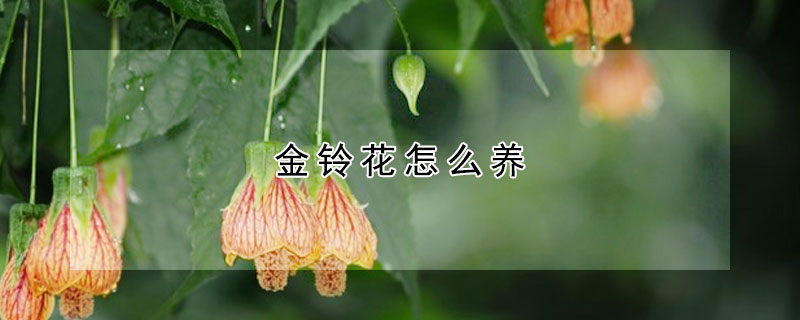 金鈴花怎麼養