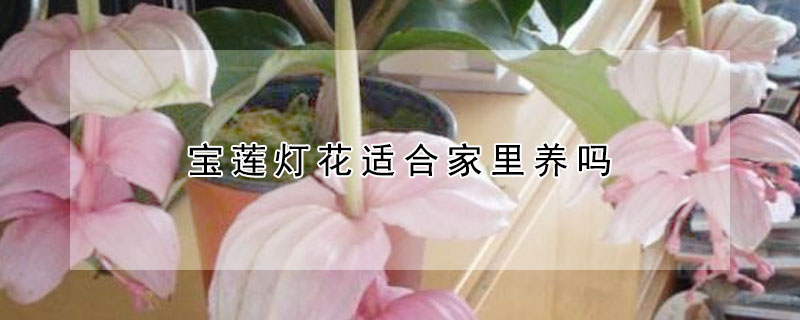 寶蓮燈花適合家裏養嗎