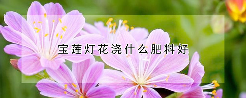 寶蓮燈花澆什麼肥料好