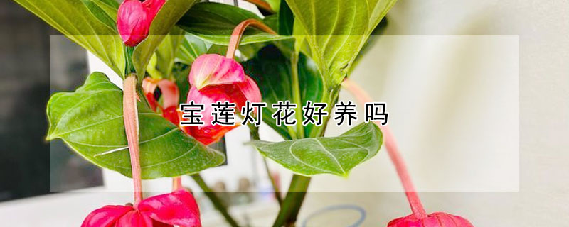 寶蓮燈花好養嗎