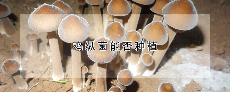 雞縱菌能否種植