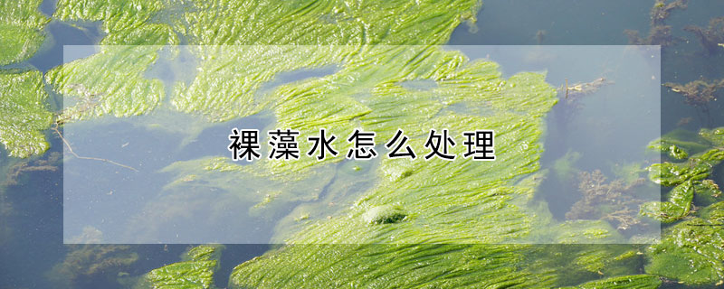 裸藻水怎麼處理