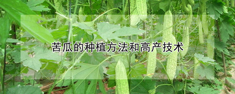 苦瓜的種植方法和高產技術