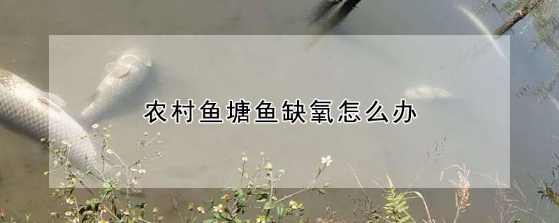 農村魚塘魚缺氧怎麼辦