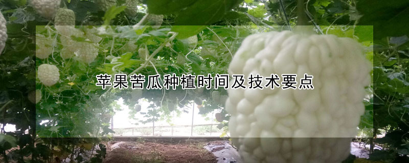 蘋果苦瓜種植時間及技術要點