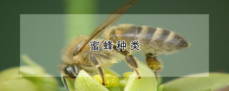 蜜蜂種類