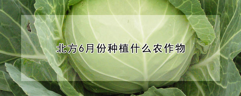 北方6月份種植什麼農作物