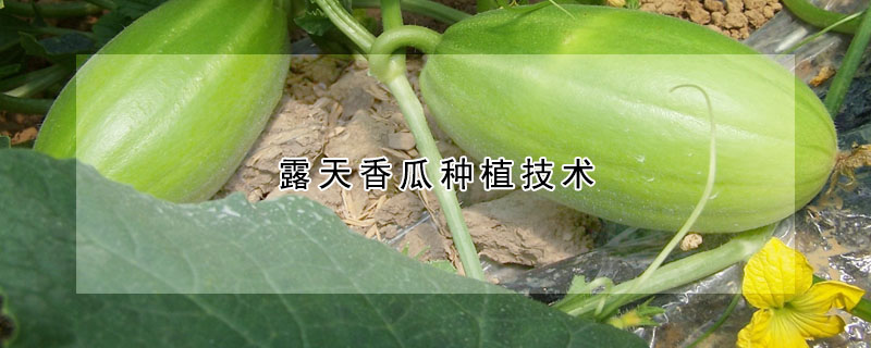 露天香瓜種植技術