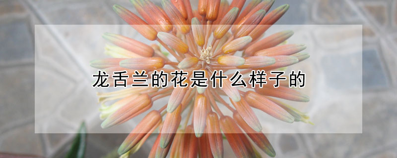 龍舌蘭的花是什麼樣子的