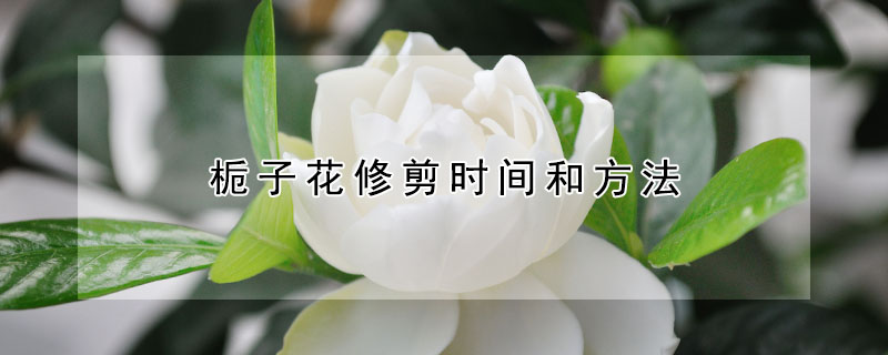 梔子花修剪時間和方法