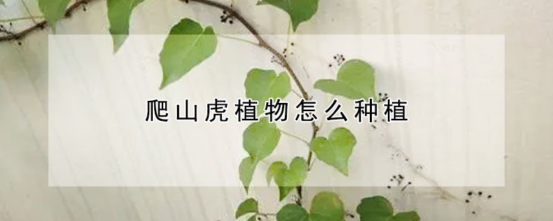 爬山虎植物怎麼種植