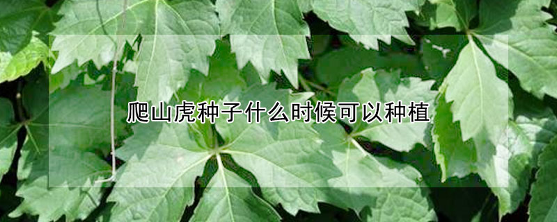 爬山虎種子什麼時候可以種植