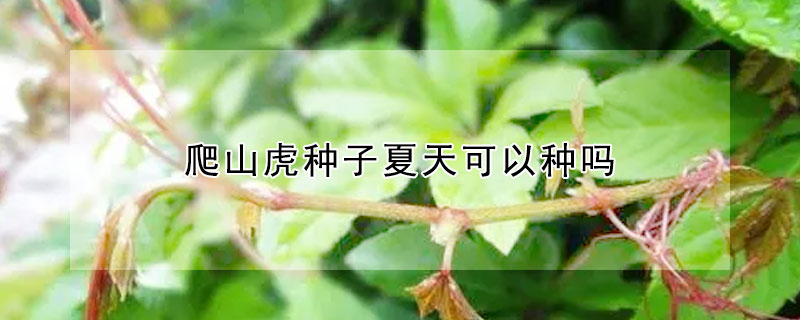 爬山虎種子夏天可以種嗎