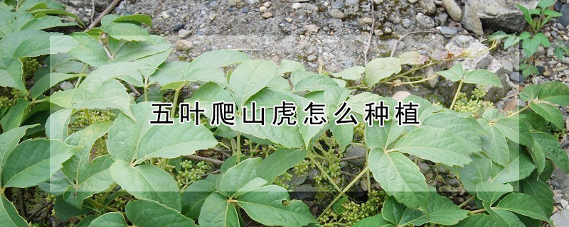 五葉爬山虎怎麼種植