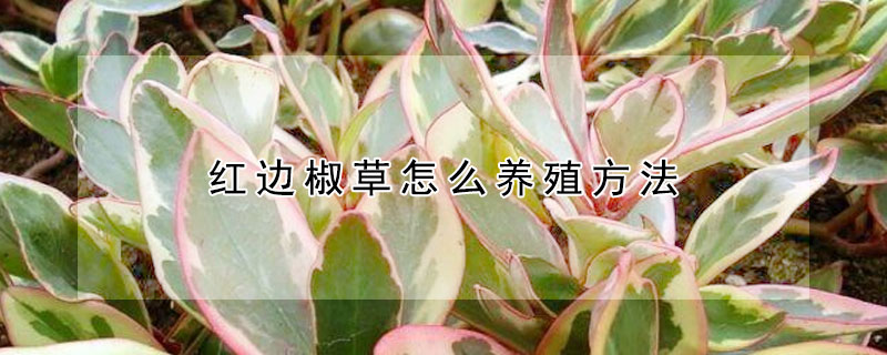 紅邊椒草怎麼養殖方法