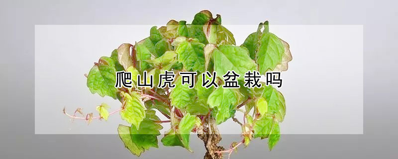 爬山虎可以盆栽嗎