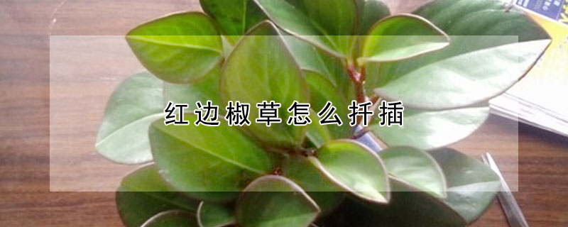 紅邊椒草怎麼扡插