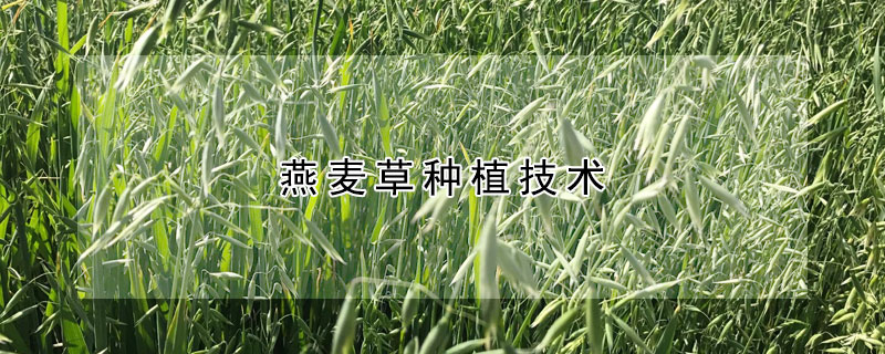 燕麥草種植技術