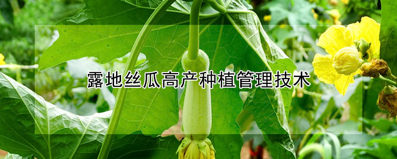 露地絲瓜高產種植管理技術