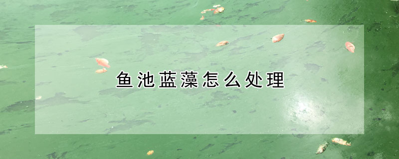 魚池藍藻怎麼處理