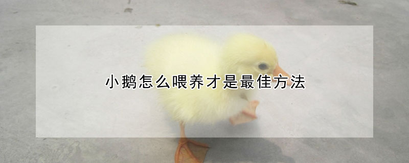 小鵝怎麼喂養才是最佳方法