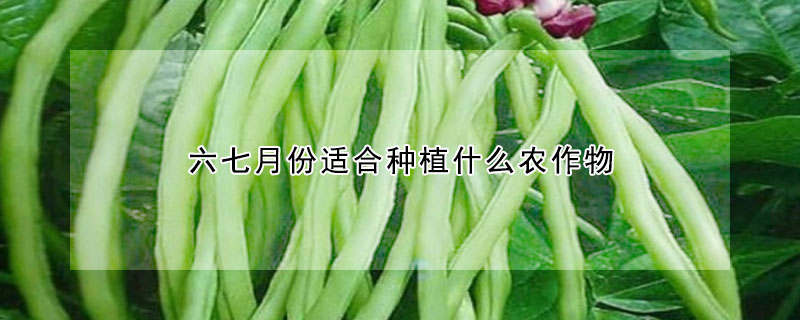 六七月份適合種植什麼農作物