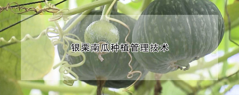 銀栗南瓜種植管理技術