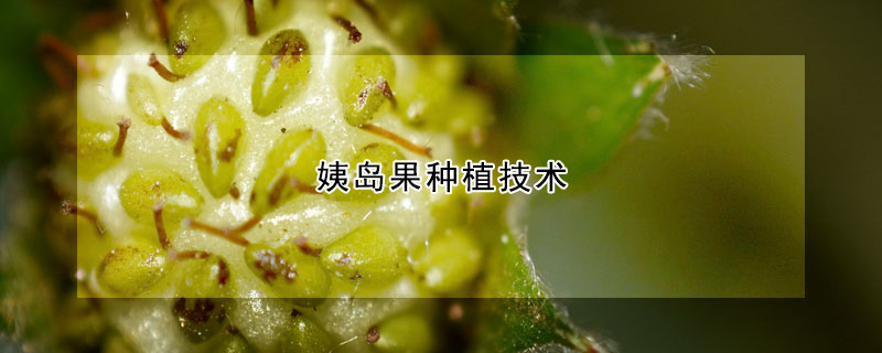 姨島果種植技術