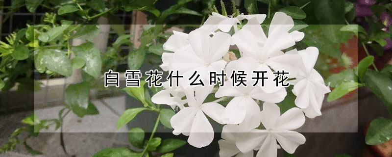 白雪花什麼時候開花