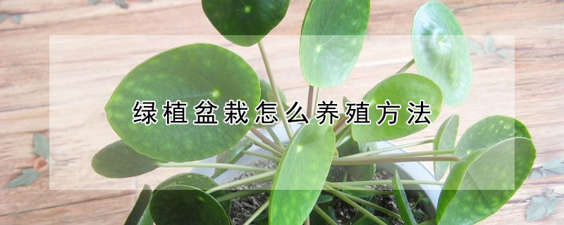 綠植盆栽怎麼養殖方法