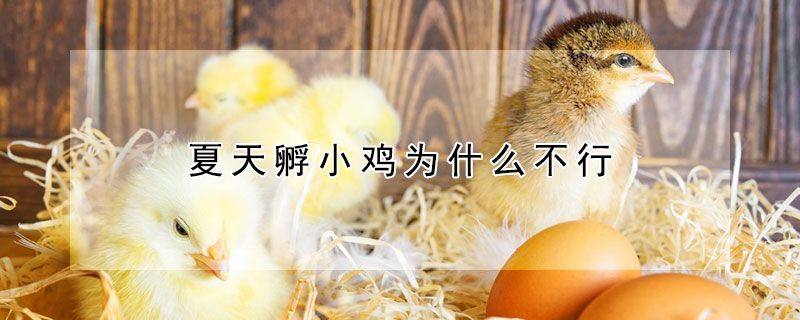 夏天孵小雞為什麼不行