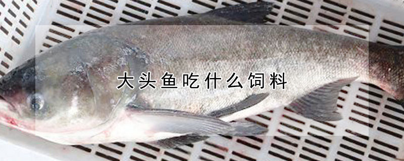 大頭魚吃什麼飼料