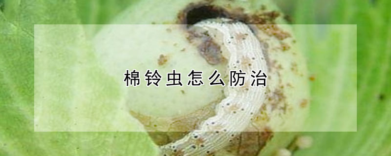 棉鈴蟲怎麼防治