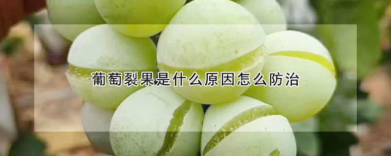 葡萄裂果是什麼原因怎麼防治