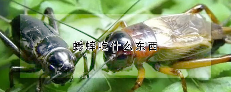 蟋蟀吃什麼東西