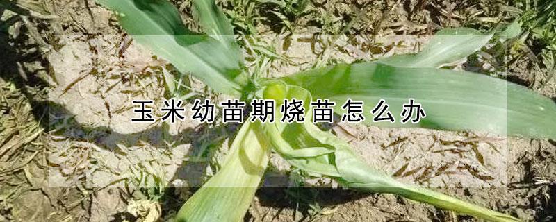 玉米幼苗期燒苗怎麼辦