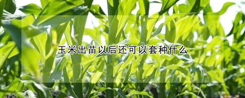 玉米出苗以後還可以套種什麼