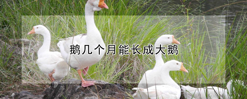 鵝幾個月能長成大鵝