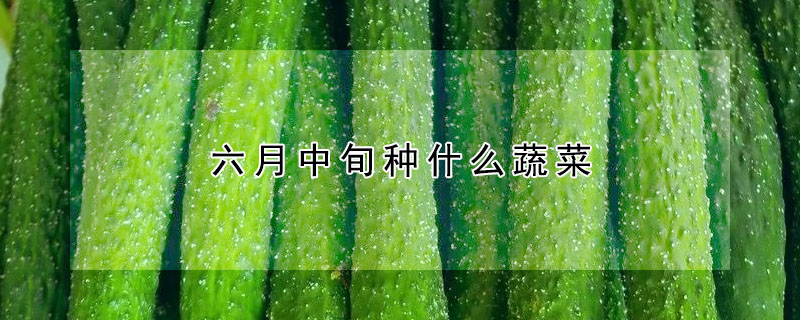 六月中旬種什麼蔬菜