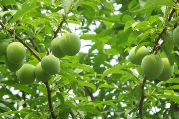 夏季李子樹嫁接方法