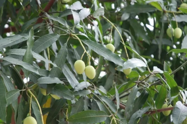 芒果怎麼種植方法視頻教程