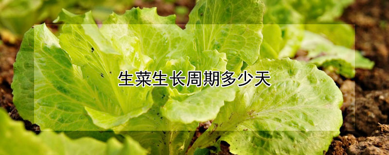 生菜生長周期多少天