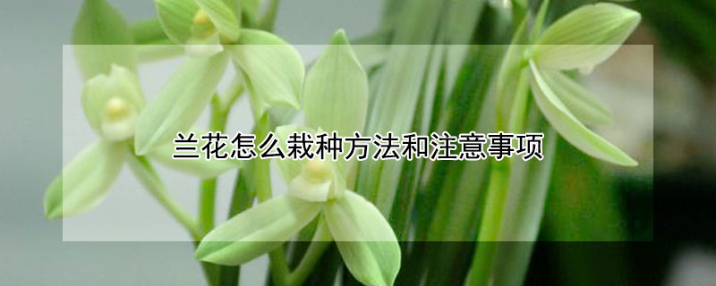 蘭花怎麼栽種方法和注意事項