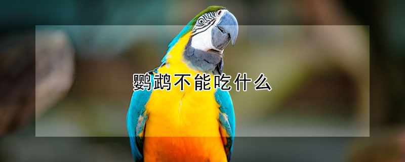 鸚鵡不能吃什麼