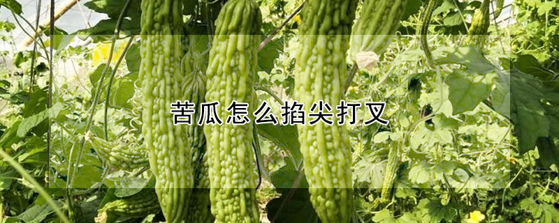 苦瓜怎麼掐尖打叉