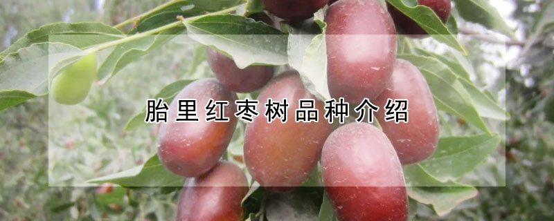 胎裏紅棗樹品種介紹